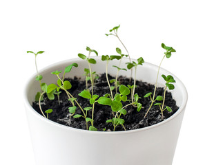 Marjoram (Origanum majorana) seedlings in white pot. old-sensitive perennial herb with sweet pine and citrus flavors. Green aromatic herb, young plants, leaves. Gardening concept. Healthy food