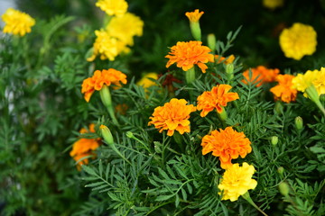 beautiful flowers and green leaves.Green leaves with beautiful sunlight Used as a background image.