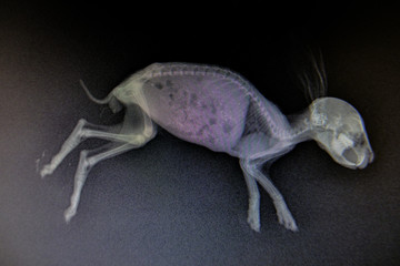 X-ray images of wild animal