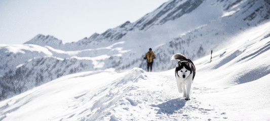 Husky in the mountains