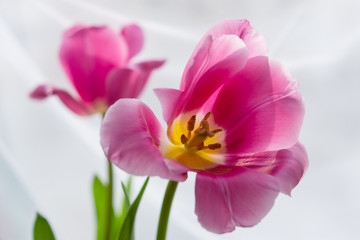 Obraz premium Pink tulips close-up