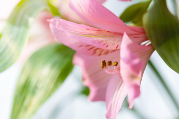 Pink Alstroemeria close-up