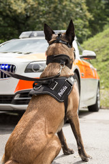 A policedog watch a policecar