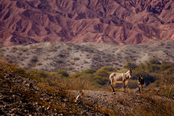 Burros en Salta.
