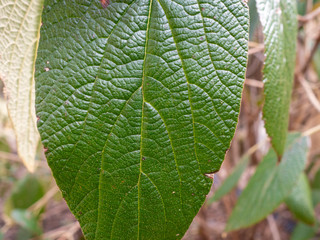 close view of first spring leaves