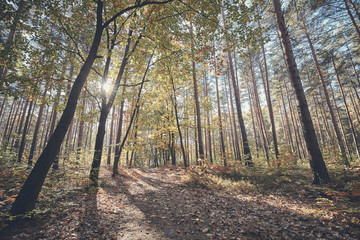 View of a path in a forest against the sun, color toning applied.
