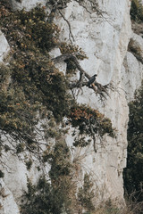 Faucon Pèlerin sur sa branche