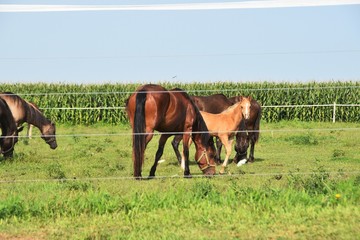 Colt with Horses