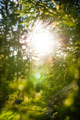 Sun rays through the Carpathian pines