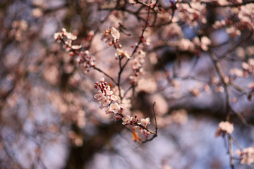 Winter Blossoms in the Morning Light