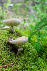 poisonous fungus, pale toadstool close up, moss