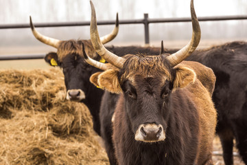 Heck cattle, cow and bulls on wintry pasture with open stablel