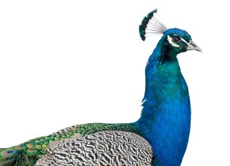 Naklejka premium Beautiful peacock head