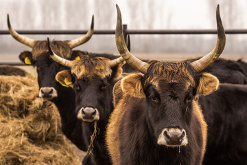 Heck cattle, cow and bulls on wintry pasture with open stablel