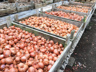 Onion sets ready for planting