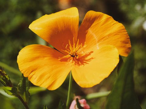 Eschscholzia californica - Gros plan sur les p&eacute;tales d'une fleur du pavot de Californie de couleur jaune-orang&eacute;e