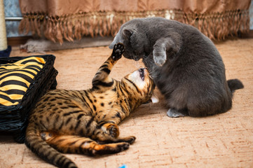 Bengal cat lies on the floor and frolics with a British blue cat