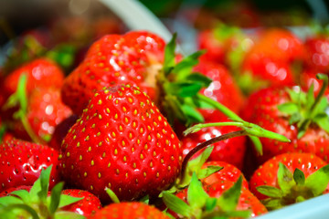 Freshly picked ripe juicy strawberries in a basket