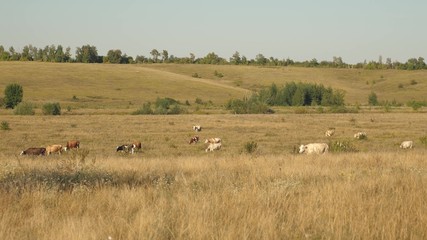 Fototapeta na wymiar Cows graze on pasture. Dairy business concept. concept of organic cattle breeding in agriculture.