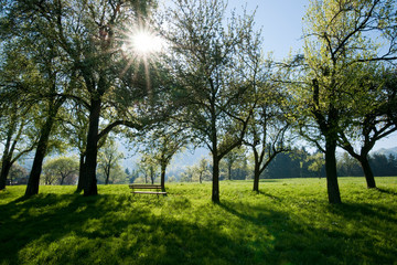Obraz premium Blühende Bäume im Frühling mit Parkbank
