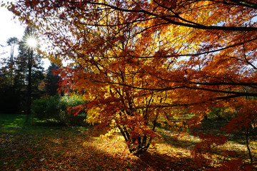 Goldene Herbststimmung im Park