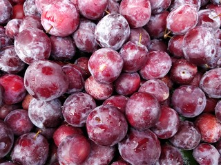 Grewia asiatica or Falsa fruits of Southeast Asia