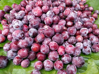 Grewia asiatica or Falsa fruits of Southeast Asia
