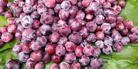 Grewia asiatica or Falsa fruits of Southeast Asia