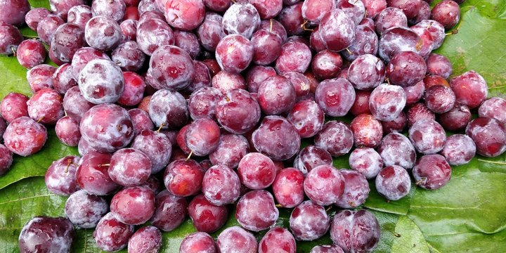 Grewia asiatica or Falsa fruits of Southeast Asia
