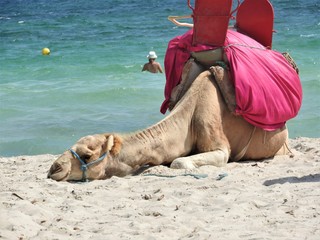 Camel on the beach in Tunisia, Africa on a clear day against the blue sea