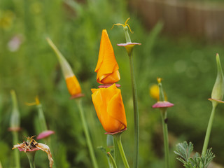 Fleurs de pavots d'Amérique (Eschscholzia californica) en cours d'éclosion