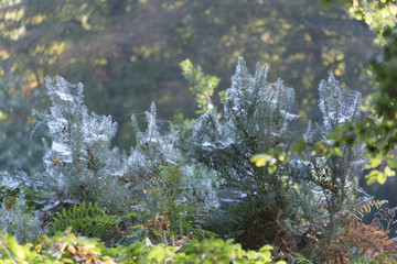 cob web in spring mist morning low light