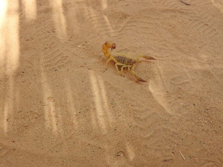 Fototapeta na wymiar Scorpio on the sand in its natural habitat, Africa clear day