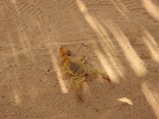Scorpio on the sand in its natural habitat, Africa clear day
