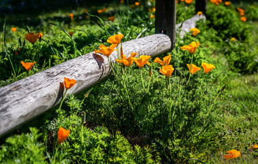 Orange California poppies along a wooden, split rail fence