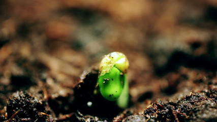 Plants Growing in Greenhouse Agriculture Time-lapse Sprouts Germination. New life. Evolution concept. Macro nature. Springtime summer time lapse.