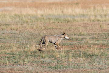 Wet Gray wolf (Canis lupus) runs across the field. Chyornye Zemli (Black Lands) Nature Reserve, Kalmykia region, Russia.