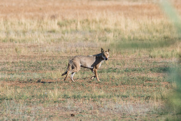 Fototapeta na wymiar Wet Gray wolf (Canis lupus) runs across the field. Chyornye Zemli (Black Lands) Nature Reserve, Kalmykia region, Russia.