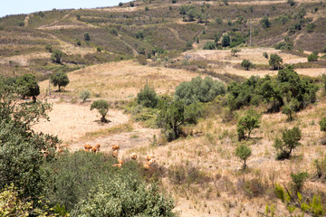 Fototapeta na wymiar view of rural landscape