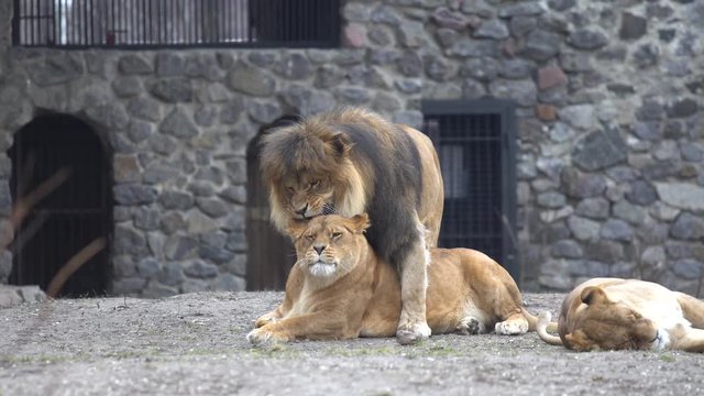 Subject animal mammals carnivorous reproduction and reproduction in captivity. African lion and lioness love games, instinct continuation of the kind of breeding in the zoo.