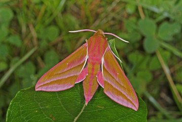 Deilephila elpenor (LINNAEUS, 1758) Mittlerer Weinschwärmer DE, RLP, Kröv, Mosel 16.07.2016