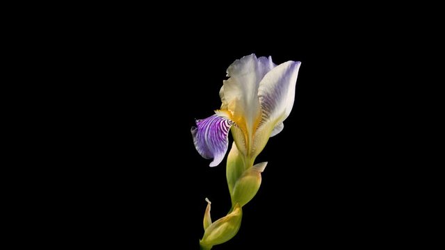 Blooming iris flower on a black background