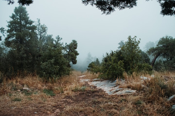 Foggy Woods