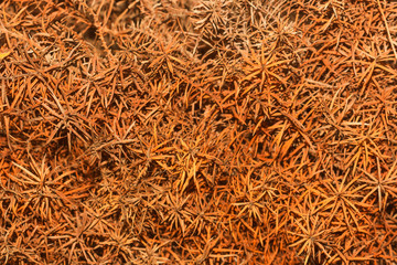 Orange abstraction plant texture