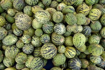 Fototapeta na wymiar Small unripe melons to make pickles,