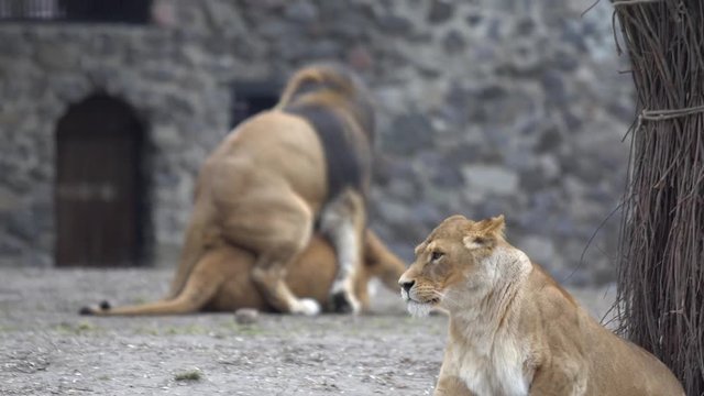 Subject animal mammals carnivorous reproduction and reproduction in captivity. African lion and lioness love games, instinct continuation of the kind of breeding in the zoo.