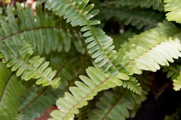 Hojas de helecho verdes