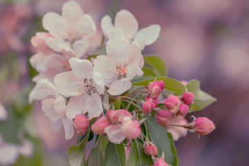 Art photography. Blossoming apple tree in a orchard. Blurry backdrop with pink buds and white flowers in springtime. Toned image doesn’t in focus. Bokeh.