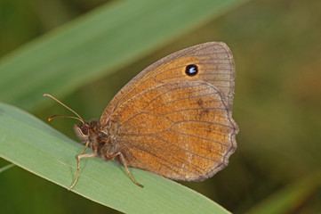 Minois dryas (SCOPOLI, 1763) Blauäugiger Waldportier, Männchen DE, BY, Murnauer Moos 27.07.2016
