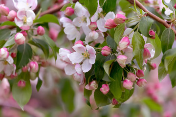 Blossoming apple tree in a garden. Blurry backdrop with pink buds and white flowers in springtime. Spring nature wallpaper. Image soft focus.
